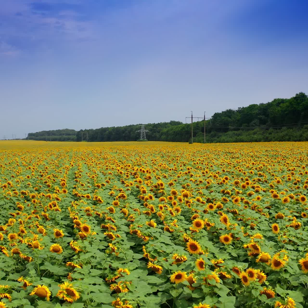 Stagione di girasoli gialli in fiore. Drone che sorvola il campo agricolo di fiori di semi. Cielo blu e alberi verdi sullo sfondo