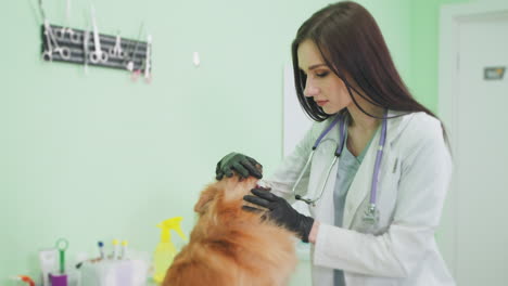 veterinarian examining a dog