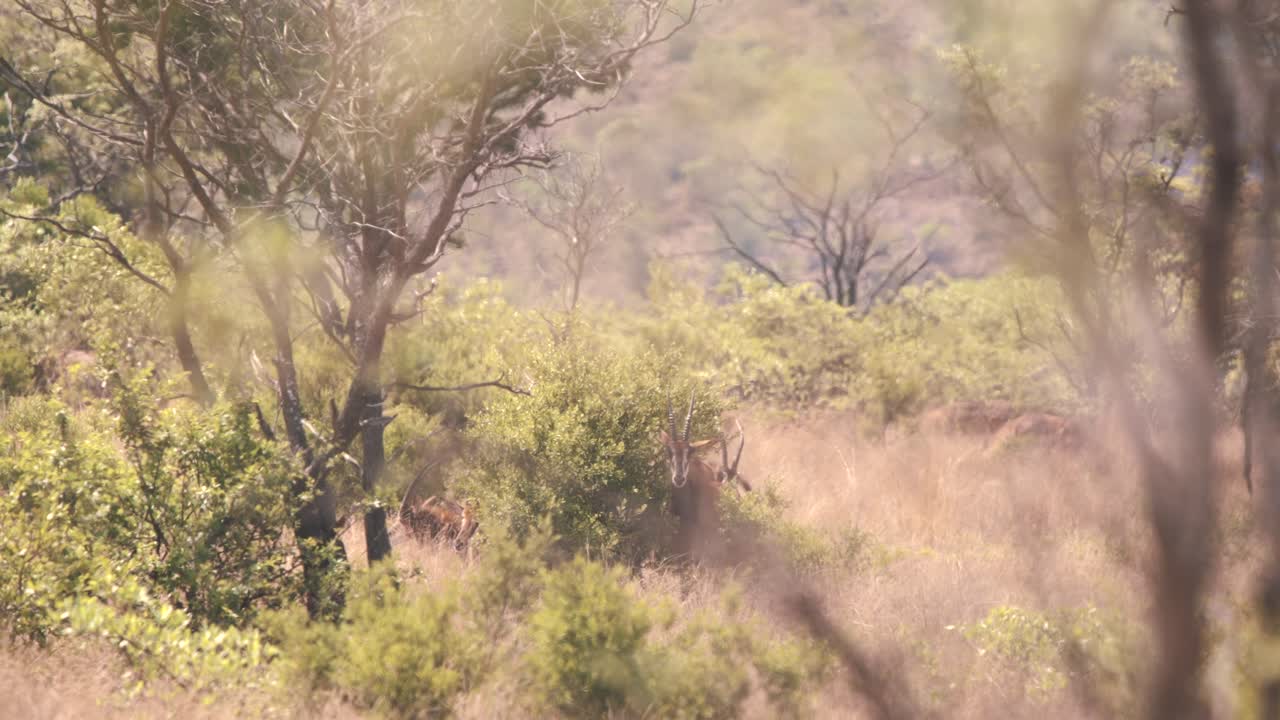 Sabelantilopekudde verscholen rustend in het struikgewas van de Afrikaanse savanne