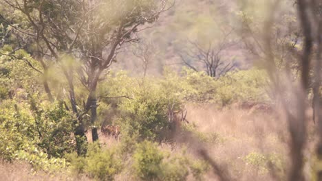 Rappenantilopenherde,-Die-Versteckt-Im-Afrikanischen-Savannendickicht-Ruht