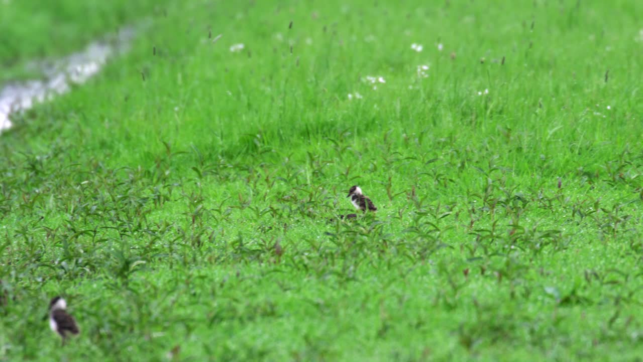 습지 에 있는 어린 새 들