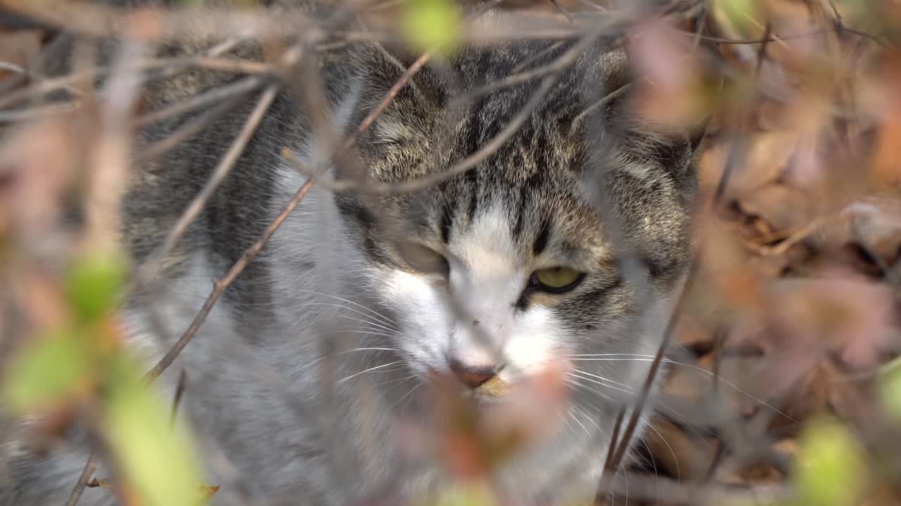 White cat with yellow eyes closeup watching in camera through the branches of the bush