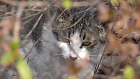 gato blanco con ojos amarillos mirando en cámara a través de las ramas del arbusto