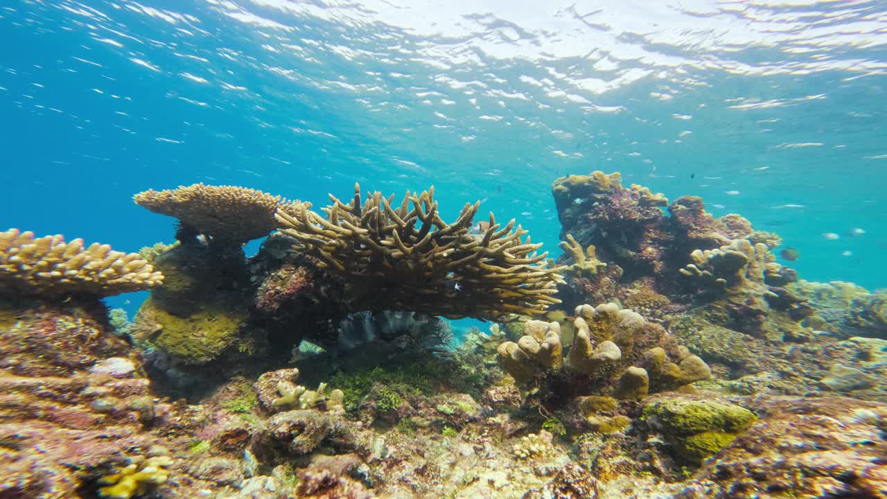 la vibrante escena de los arrecifes de coral submarinos