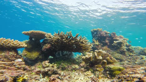 la vibrante escena de los arrecifes de coral submarinos