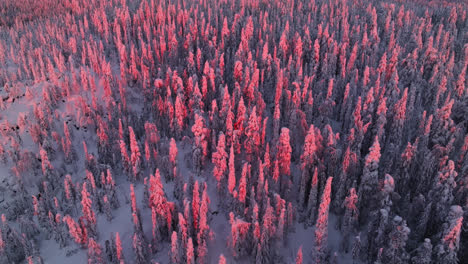 drone shot orbiting vibrant, snowy forests of lapland, sunny morning in finland