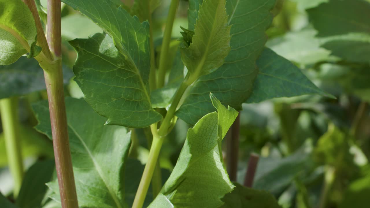Close-up of green leaves swaying gently in natural daylight, slight camera movement, outdoor garden