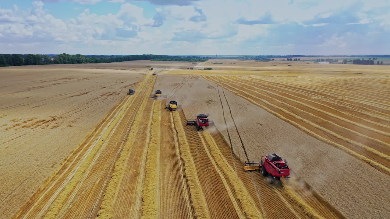 Combines on harvest field. Top drone view of combine harvester agricultural machines riding in the field of golden ripe wheat