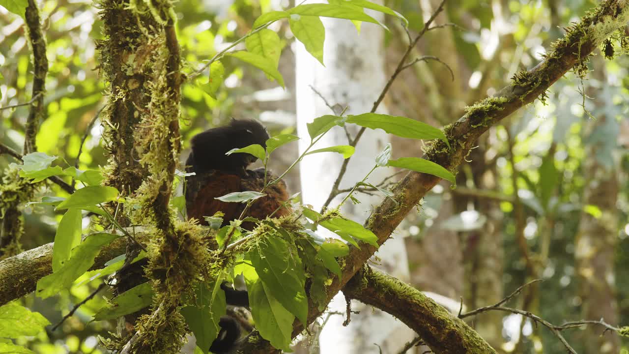 una pareja de titíes de lomo arreglando el abrigo de otro en la parte superior del árbol entre las ramas cubiertas de musgo