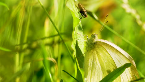 Green-Butterfly-perched-on-plant-in-nature-looking-at-brown-bug-insect,-close-up