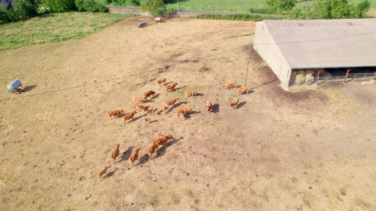 Allevamento di animali, bestiame domestico in una fattoria di campagna nell'Aveyron, Francia