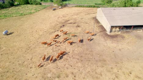 Animal-Farming,-Domesticated-Cattles-In-A-Countryside-Farm-In-Aveyron,-France