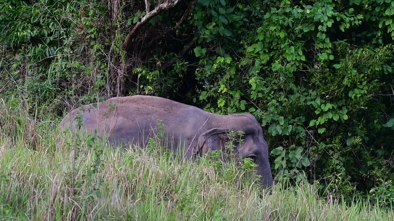 elefante asiático caminando en pastizales durante el día en el parque nacional khao yai, tailandia