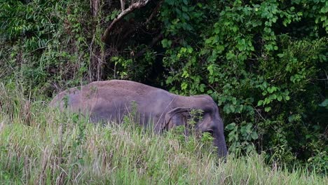 Elefante-Asiático-Caminando-En-Pastizales-Durante-El-Día-En-El-Parque-Nacional-Khao-Yai,-Tailandia