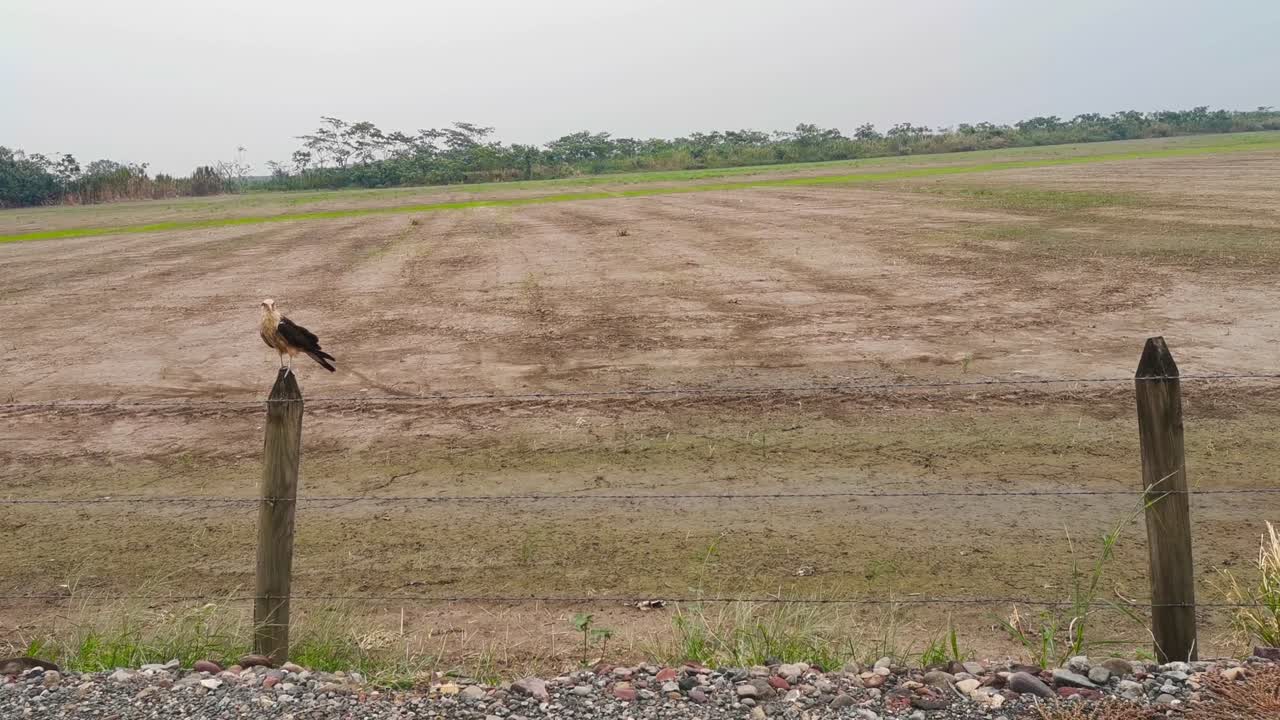 Static hawk on a stake, animal of prey, waiting for its prey, calm and majestic