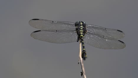 the common flangetail dragonfly is commonly seen in thailand and asia