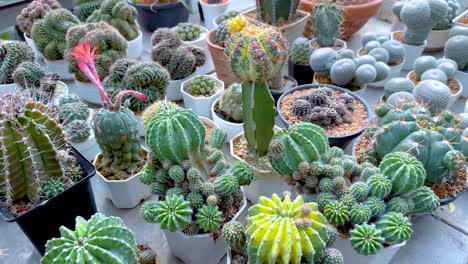 colorful cacti arranged in a greenhouse setting