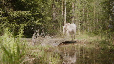 husky collie mixed breed dog running away and jumping over a creek, slow motion