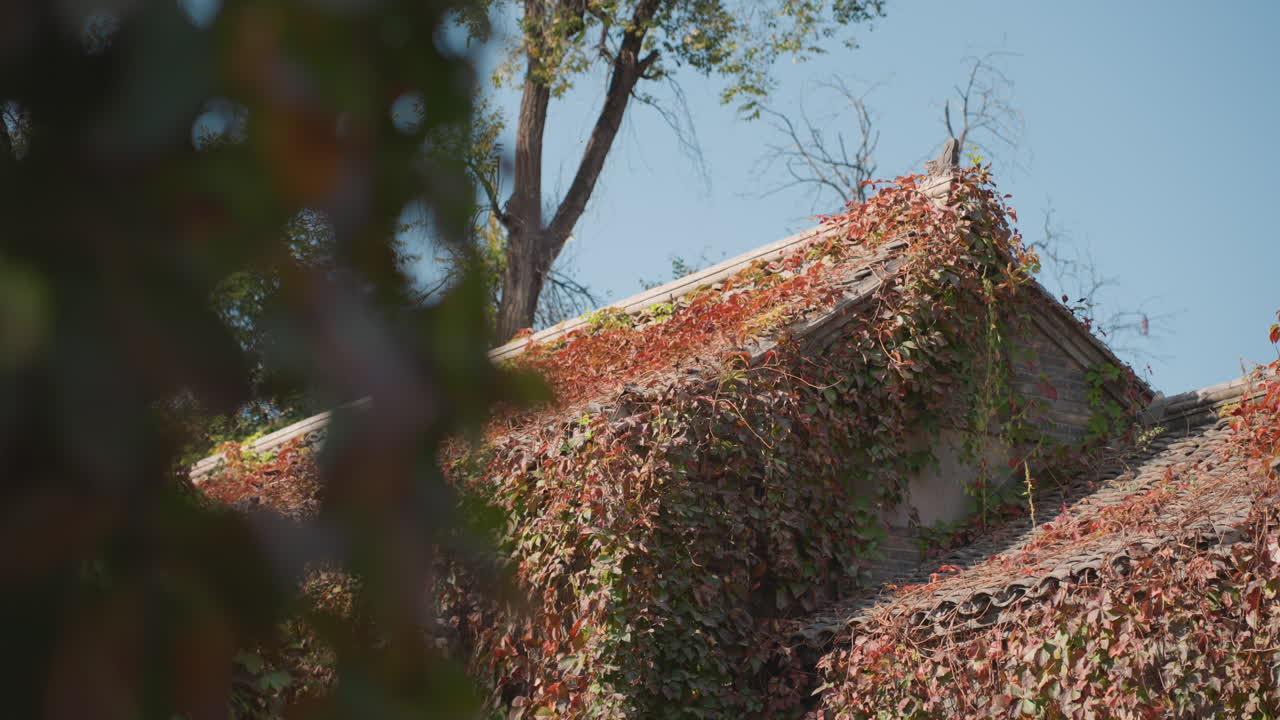 Tetto ricoperto di rampicanti incorniciato da alberi, edera fitta e foglie rosso-arancio con bordi illuminati dal sole. Primo piano con effetto bokeh a bassa profondità di campo. Atmosfera da giardino intimo, sensazione di cottage nascosto e facciata in tegole strutturate. Un rifugio tranquillo.