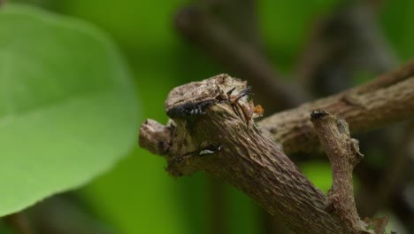 primer plano de una rama de árbol dañada con un insecto