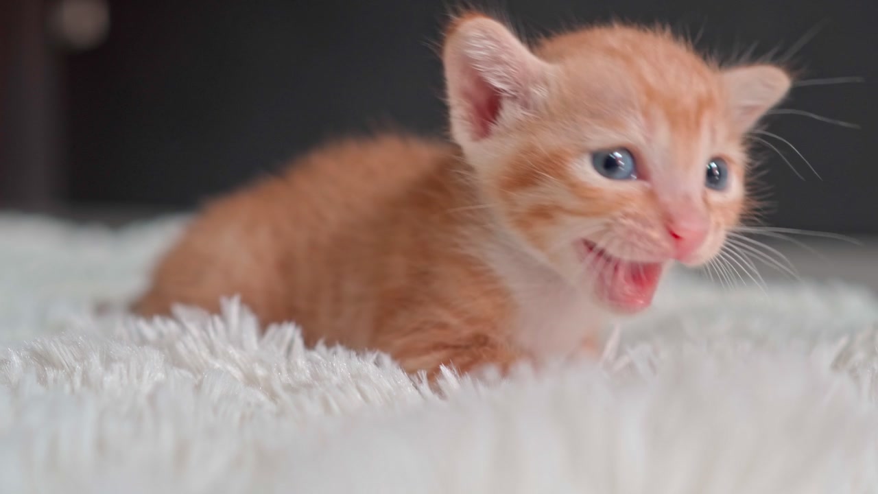 柔らかい白い毛布の上に座る小さな茶トラの子猫