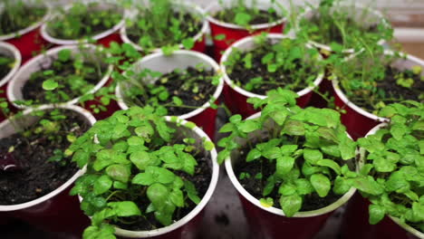 growing perilla leaves herb seedlings on red cups at home garden