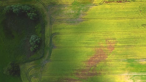 Aerial-top-view-photo-from-flying-drone-of-a-land-with-sown-green-fields-in-countryside-in-spring-day