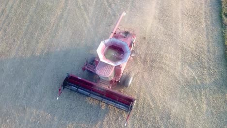 red combine harvester turning around at the end of row in bean field with contents of the hopper clearly visible