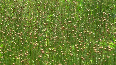 un primer plano de un campo de lino pronto listo para ser cosechado