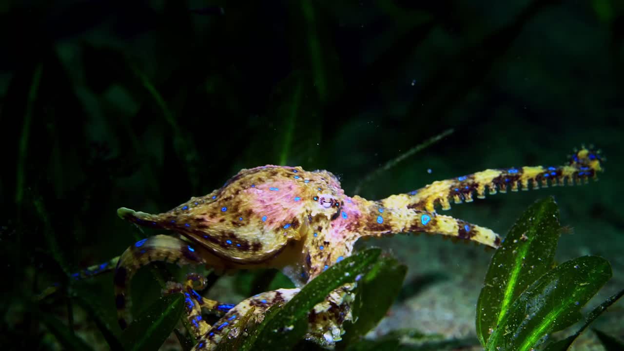 Southern Blue-Ringed Octopus Hapalochlaena maculosa 4k 25fps