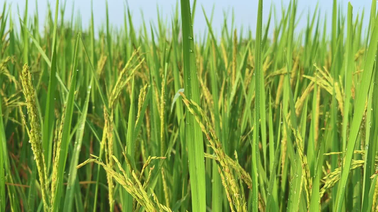 The camera glides slowly from left to right across a vibrant paddy capturing the golden grains heavy with morning dew. Each droplet sparkles in the soft light