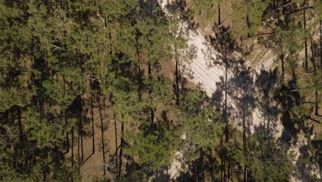 4k-Flug-über-Dem-Blätterdach-Der-Kiefern,-Drohne-Bewegt-Sich-Nach-Rechts-Und-Zeigt-Eine-Kreuzung-Einer-Schmutzigen-Straße-Mitten-Im-Kiefernwald,-60-Fps