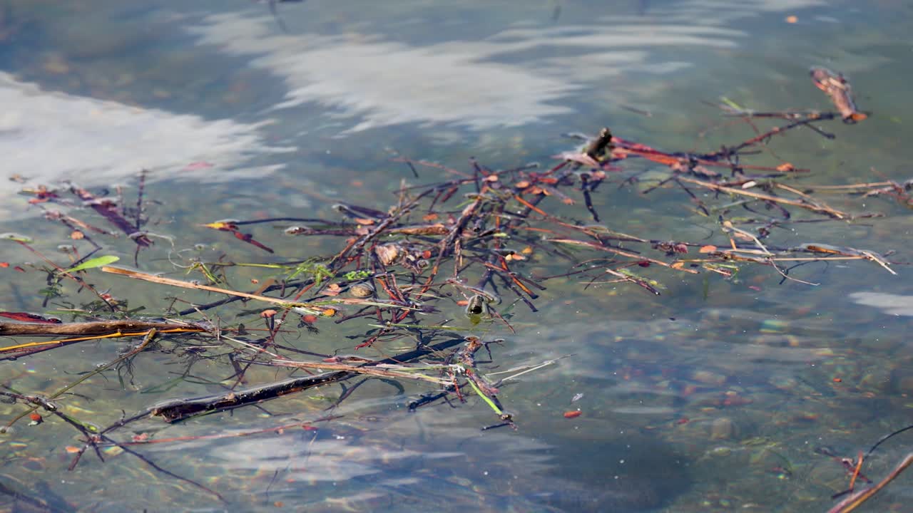 Branches drift on a clear lake in Queenstown, New Zealand. Natural lighting highlights the serene water and subtle movement