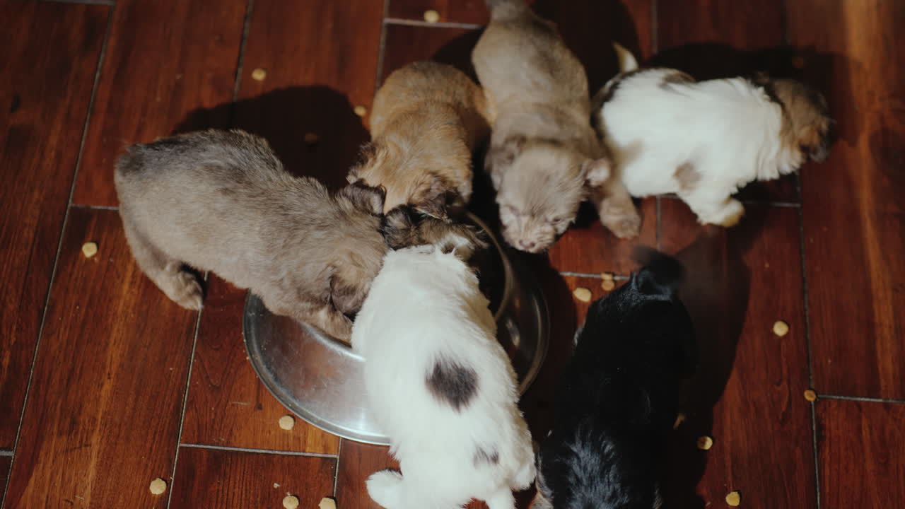 varios cachorros pequeños comen comida de un chirrido que se encuentra en el suelo
