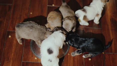 several small puppies eat food from a squeak that stands on the floor