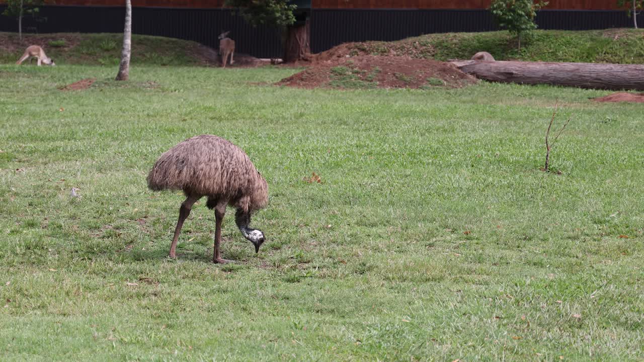Una pecora che pascola tranquillamente in un campo verde lussureggiante
