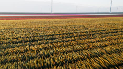 blossoming dutch tulip flowers on fields near wind turbines at wind farm in flevoland, netherlands