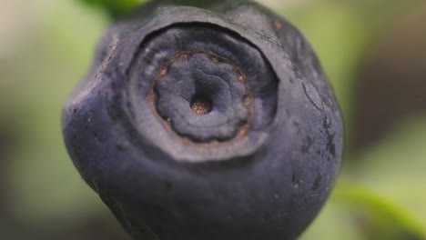 Detail shot of a blueberry with a defocused background