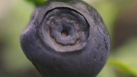 detail shot of a blueberry with a defocused background