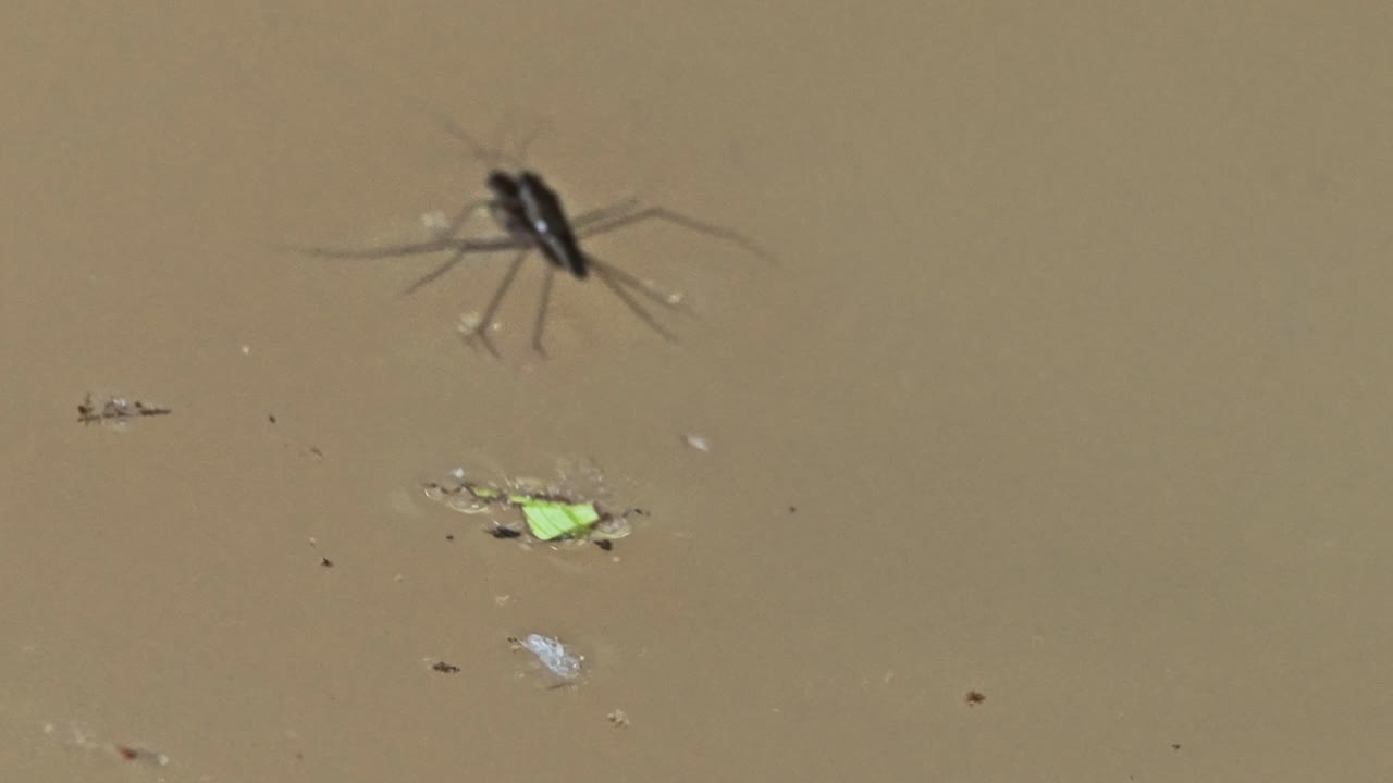 Medium shot of two garridaes copulating and moving in the water during the day in Tambopata, Madre de Dios Region, Peru, in the peruvian amazon