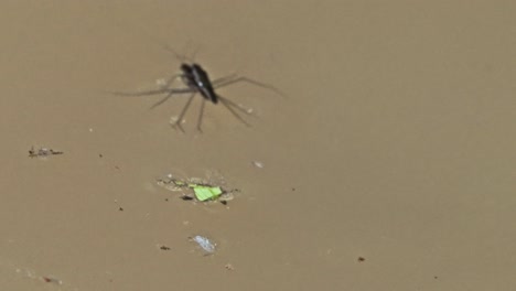 medium shot of two garridaes copulating and moving in the water during the day in tambopata, madre de dios region, peru, in the peruvian amazon