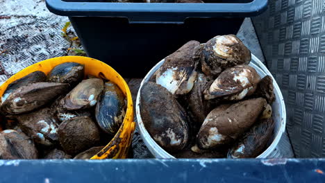 freshly harvested mussels in buckets