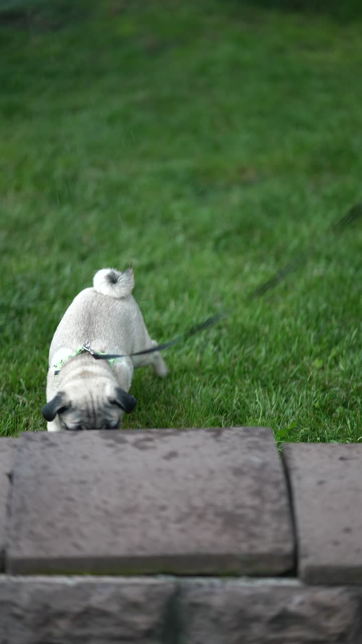 정원 파그에서 줄에 여