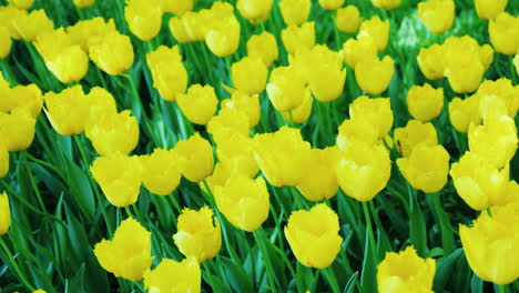 Flowerbed-With-Yellow-Tulips