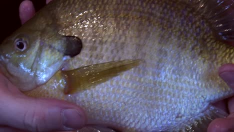 fisherman holding caught fish in hand - close up