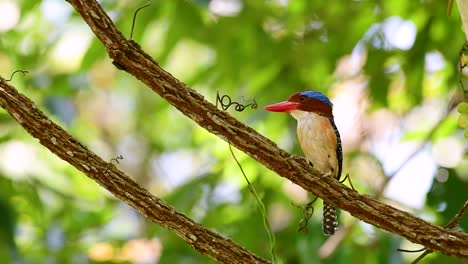 A-tree-kingfisher-and-one-of-the-most-beautiful-birds-found-in-Thailand-within-tropical-rain-forests