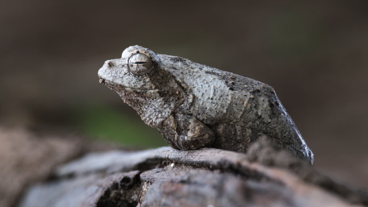 rana de árbol de nido de espuma gris en el sur de áfrica