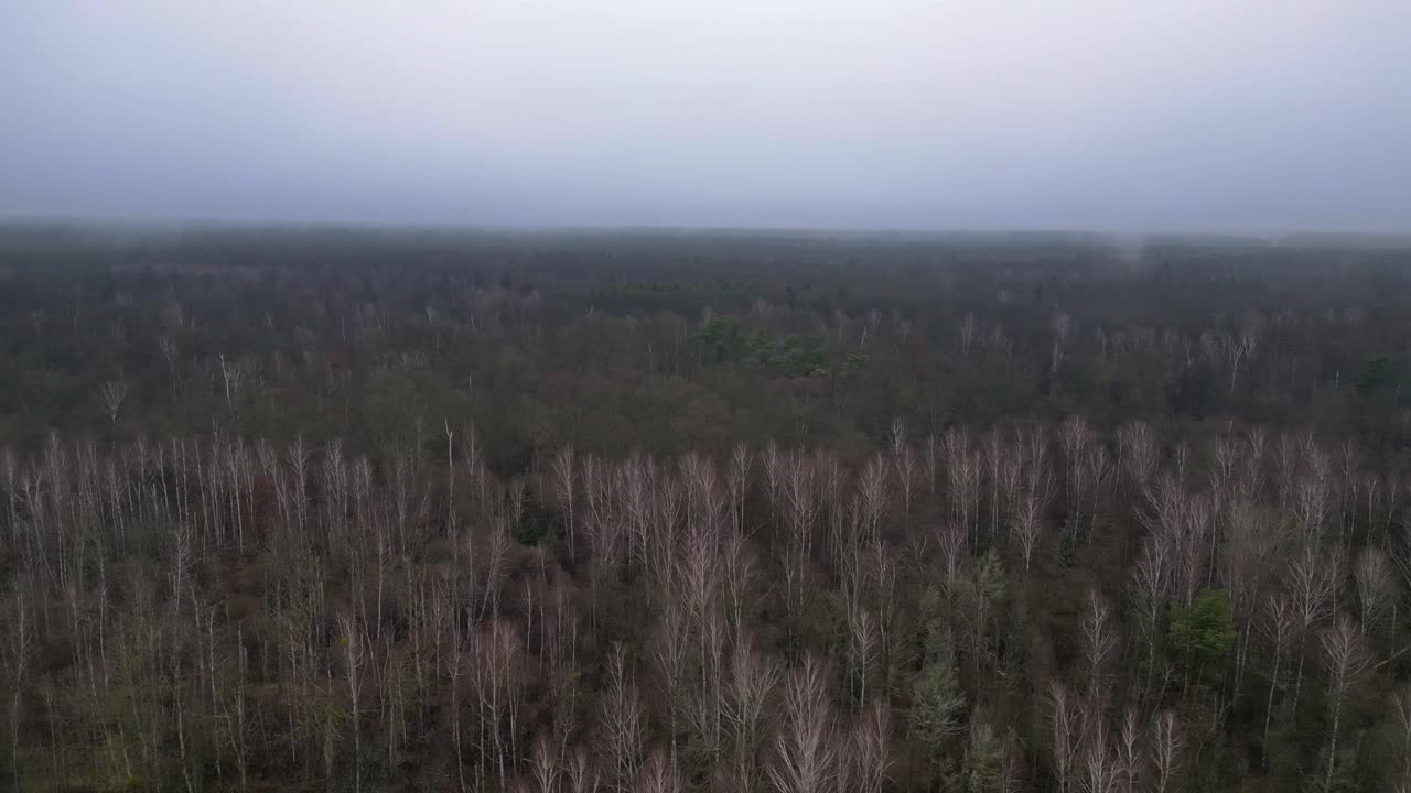 Fog covering a leafless birch forest during a gloomy winter day. Smooth aerial view flight dolly right drone