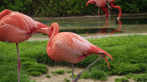 Karibische-Flamingos,-Die-Auf-Einem-Bein-Stehen,-Mittlerer-Schuss