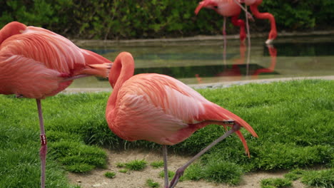 Flamencos-Caribeños-De-Pie-Sobre-Una-Pierna,-Plano-Medio